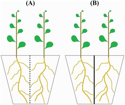 Two plants in a pot, intraspecific root competition in soybean and sunflower