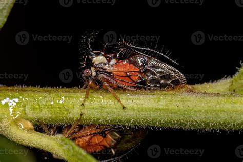 Adult Treehopper Insect 11627348 Stock Photo at Vecteezy