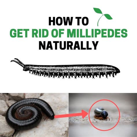 How to Get Rid of Millipedes Naturally (Fast and Easy!) | BugWiz