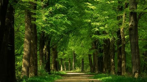 Wallpaper Green forest, trees, path 1920x1200 Picture, Image