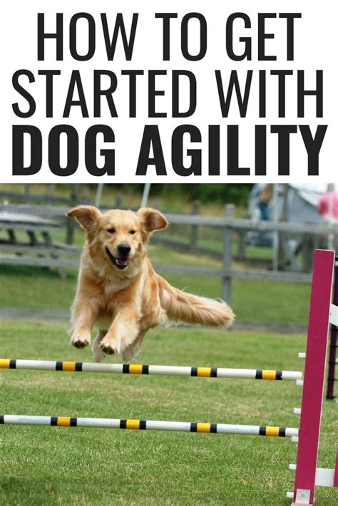 How to Get Started With Dog Agility | Dog training techniques, Agility training for dogs ...