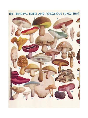 size: 24x18in Giclee Print: 'The Principal Edible and Poisonous Fungi In The British Isles ...