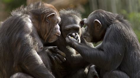 Chimpanzees communicate using the same laws as human language - Earth.com