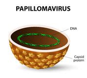 Papilloma Virus. HPV stock illustration. Illustration of viruses - 52736139