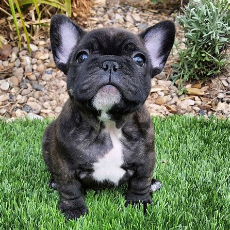 Brindle French Bulldog Puppy … | Brindle French Bulldog | Pinterest | Brindle french bulldog ...