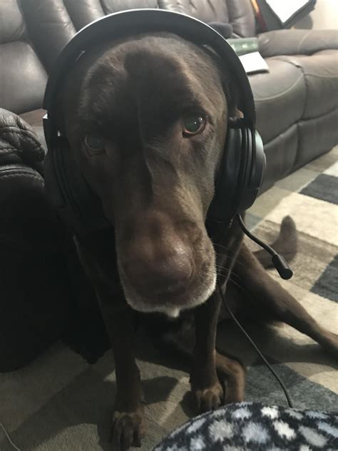 Gamer Dog : r/chocolatelabs