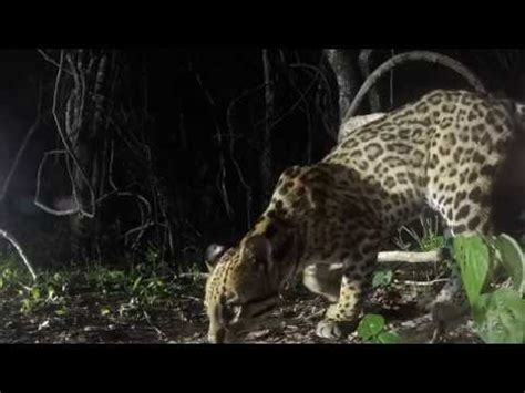 Ocelot hunting for prey at night - YouTube