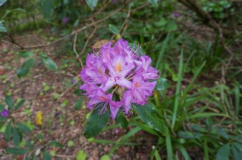 Premium Photo | A close up of a purple rhododendron flower