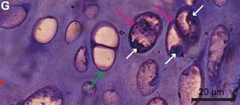 Traces of DNA Found in Fossilized Dinosaur Skull - Geology In