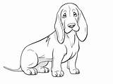 Basset Hound Coloring Page For Kids  sketch template