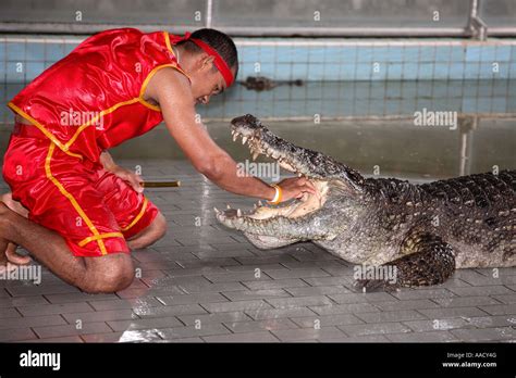 Crocodile Farm Pattaya Thailand Stock Photo - Alamy