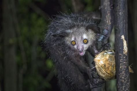 This creepy lemur has been hiding something from us for a long time ...