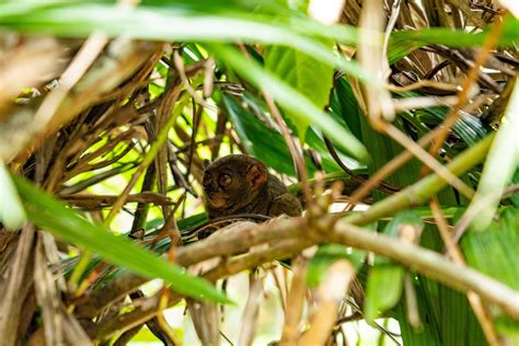 #1 BEST PLACE TO VISIT VULNERABLE TARSIERS IN BOHOL, PHILIPPINES - THE ...