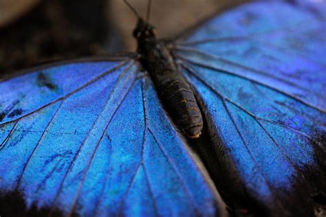 Amazon Rainforest Butterflies | Photos & Info | Thinkjungle.com