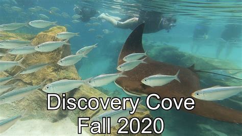 Discovery Cove Fall 2020 - Snorkeling with Sting Rays, Diving, Food ...