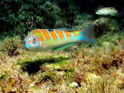 Ornate wrasse - Alchetron, The Free Social Encyclopedia