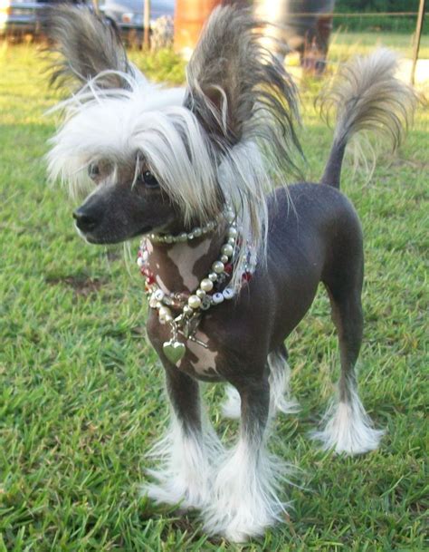 Bare Love Chinese Crested Sphynx Hairless Animals, Hairless Dog, Pet ...