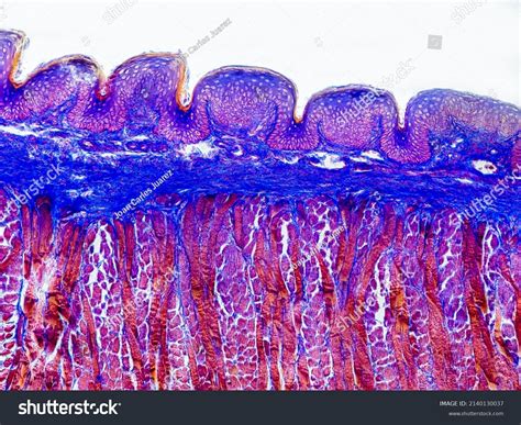 Cat Tongue Cross Section Under Microscope Stock Photo 2140130037 | Shutterstock