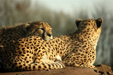 Ghana's Incredible Wildlife in 20 Photos