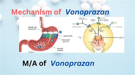 Acid reflux problem | Vonoprazan mode of action | Mechanism of Vonoprazan🚀🚀 - YouTube