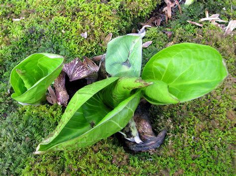 Monticello Park Plants - Skunk Cabbage