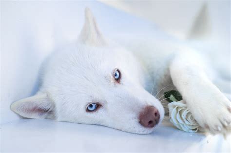 Wallpaper : white, nose, Siberian Husky, puppy, husky, vertebrate, dog like mammal, dog breed ...