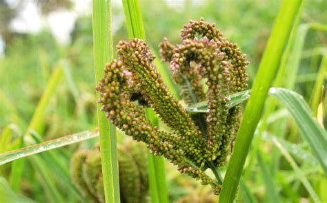 Nutrition Facts and Health Benefits of Ragi - Ethnic Health Court