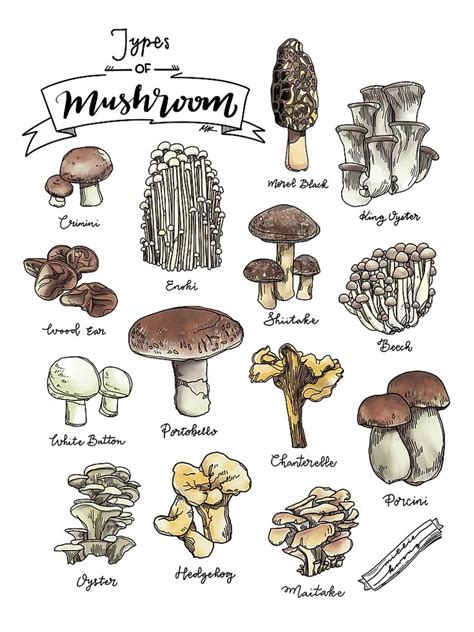 Mushroom Types Drawing