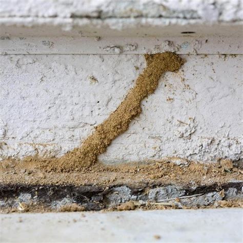 13 Must-Know Tips for DIY Termite Control — The Family Handyman