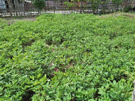 Cara Menanam Kacang Tanah di Kebun - Thegorbalsla