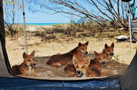 Camping on Fraser Island - Travel Photography