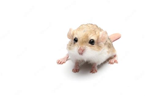 Premium Photo | Gerbil fat tail on isolated background