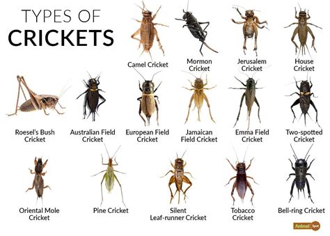 Cricket Insect Sound - Kennelfix