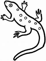 Free Printable Lizard Coloring Pages For Kids sketch template