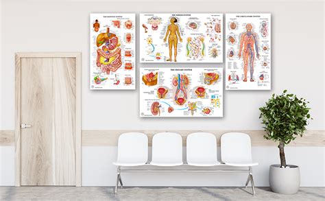 Amazon.com: 12 Human Anatomy Posters, Medical Posters, Circulatory ...