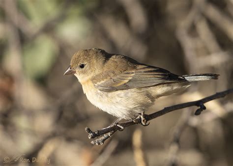 Female Lazuli Bunting Solving A Challenging Feeding Puzzle – Feathered Photography