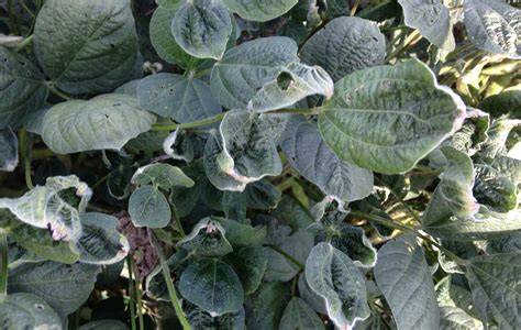 Dicamba herbicide drift damaging thousands of acres of crops—again | The Organic & Non-GMO Report