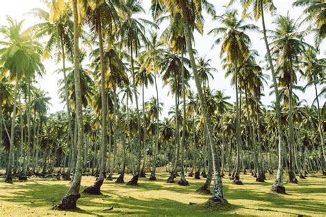 Premium Photo | Lawn and palm trees island tenerife loro parque ...