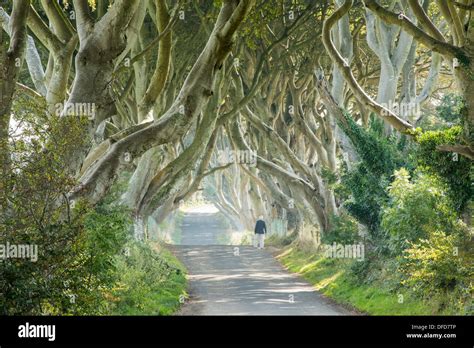 The Dark Hedges Stock Photo - Alamy