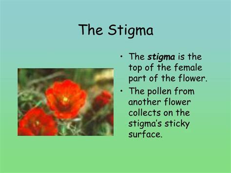 PPT - The Life Cycle of Flowering Plants PowerPoint Presentation - ID:1783860