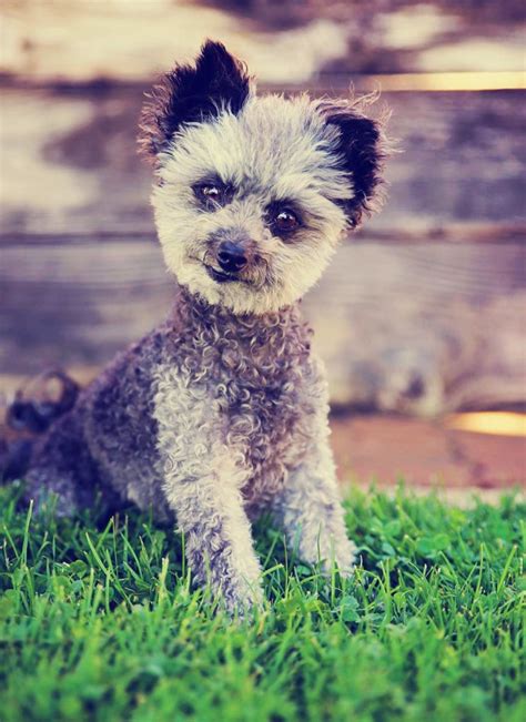 Chihuahua Poodle Mix - Chipoo Breed Traits and Care