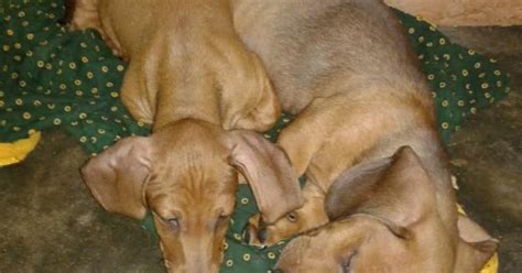 Cute Puppy Dogs: Brown dachshund puppy