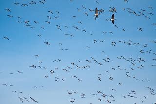 Goose migration | Goosed | Jason Ahrns | Flickr