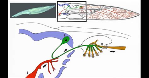 Cephalove: The Squid Giant Axon