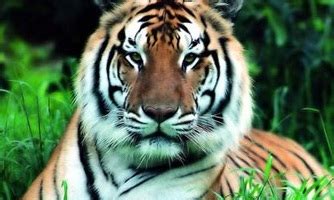 South China Tiger – Panthera tigris amoyensis | Facts About Animals