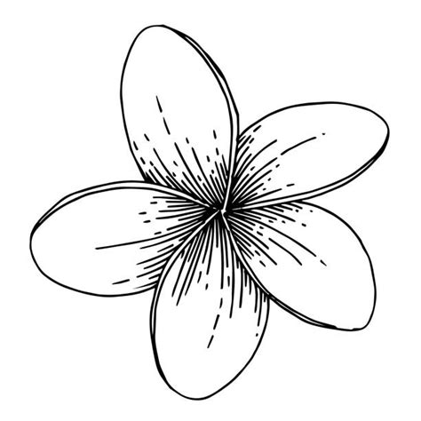 Drawing Of The Frangipani Plumeria Flower Buds Illustrations, Royalty-Free Vector Graphics ...