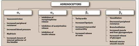 Alpha and beta receptors for dummies