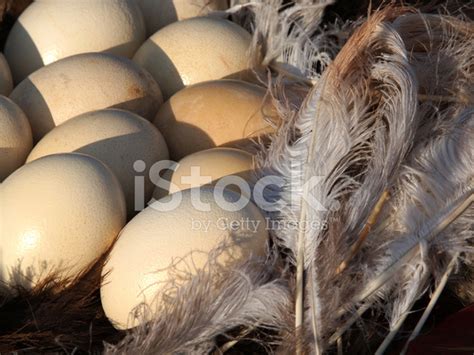 Ostrich Eggs Stock Photo | Royalty-Free | FreeImages