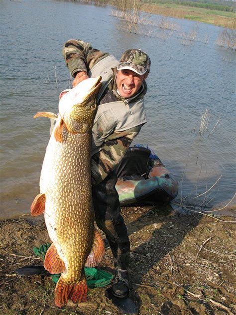 International Fishing News: ITALY: World record size pike caught! | Pike fishing, Catching fish ...