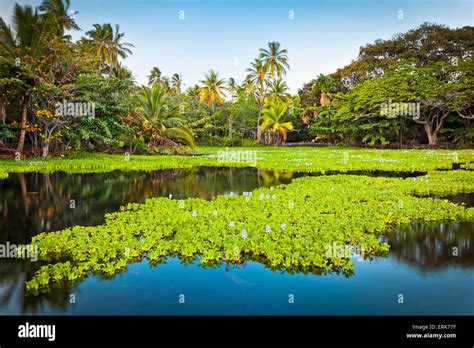Fresh water lake,Water Hyacinth,Hawaii,Beach Stock Photo - Alamy